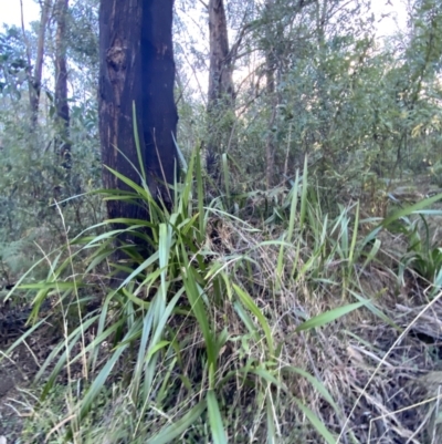 Dianella tasmanica (Tasman Flax Lily) at Paddys River, ACT - 17 Jun 2023 by Tapirlord