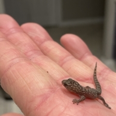 Christinus marmoratus (Southern Marbled Gecko) at Chapman, ACT - 26 Jun 2023 by Steven.fitzgerald@hrlmorrison.com