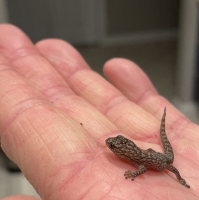 Christinus marmoratus (Southern Marbled Gecko) at Chapman, ACT - 26 Jun 2023 by Steven.fitzgerald@hrlmorrison.com