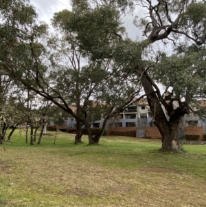 Eucalyptus bridgesiana at Garran, ACT - 23 Jun 2023