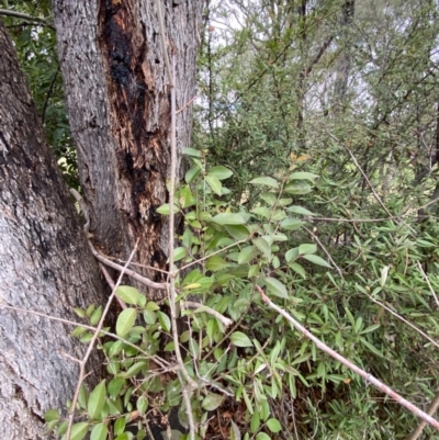 Ligustrum lucidum (Large-leaved Privet) at Garran, ACT - 23 Jun 2023 by Tapirlord