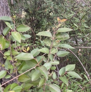 Ligustrum lucidum at Garran, ACT - 23 Jun 2023