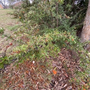 Pyracantha angustifolia at Garran, ACT - 23 Jun 2023 11:30 AM