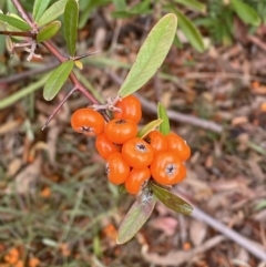 Pyracantha angustifolia at Garran, ACT - 23 Jun 2023 11:30 AM