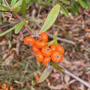 Pyracantha angustifolia at Garran, ACT - 23 Jun 2023 11:30 AM