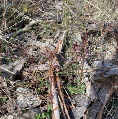 Acianthus collinus (Inland Mosquito Orchid) at Bruce, ACT - 18 Jun 2023 by Tapirlord