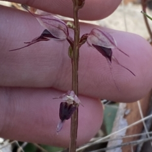 Acianthus collinus at Bruce, ACT - 19 Jun 2023