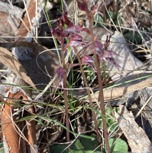 Acianthus collinus at Bruce, ACT - 19 Jun 2023