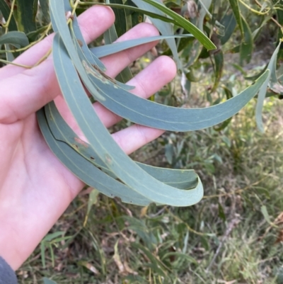 Acacia falciformis (Broad-leaved Hickory) at Paddys River, ACT - 17 Jun 2023 by Tapirlord