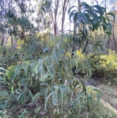 Acacia falciformis at Paddys River, ACT - 17 Jun 2023 03:19 PM