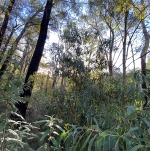 Acacia falciformis at Paddys River, ACT - 17 Jun 2023 03:19 PM