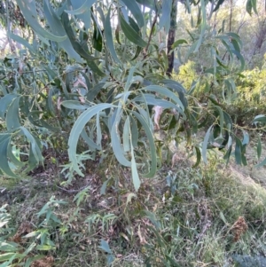 Acacia falciformis at Paddys River, ACT - 17 Jun 2023 03:19 PM