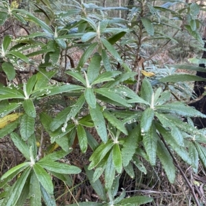 Bedfordia arborescens at Paddys River, ACT - 17 Jun 2023