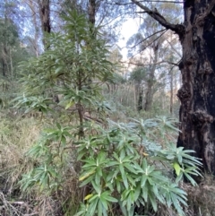 Bedfordia arborescens at Paddys River, ACT - 17 Jun 2023 03:07 PM