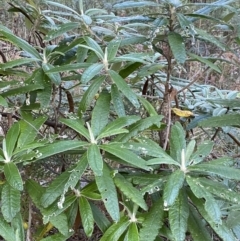 Bedfordia arborescens at Paddys River, ACT - 17 Jun 2023 03:07 PM