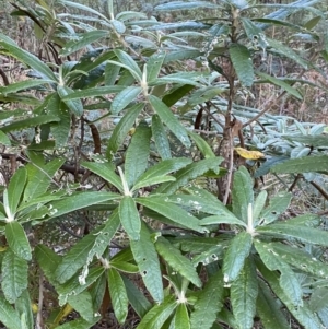 Bedfordia arborescens at Paddys River, ACT - 17 Jun 2023