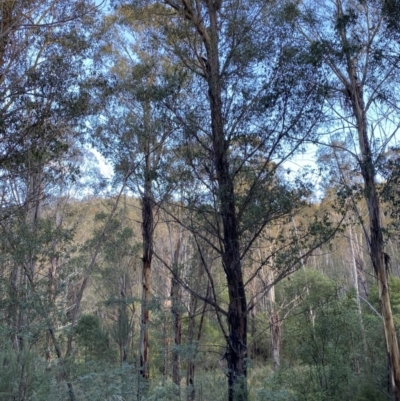 Eucalyptus fastigata (Brown Barrel) at Paddys River, ACT - 17 Jun 2023 by Tapirlord