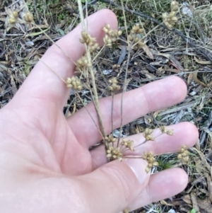 Juncus vaginatus at Paddys River, ACT - 17 Jun 2023