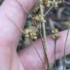 Juncus vaginatus at Paddys River, ACT - 17 Jun 2023