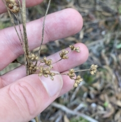 Juncus vaginatus at Paddys River, ACT - 17 Jun 2023