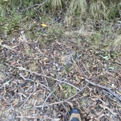 Juncus vaginatus at Paddys River, ACT - 17 Jun 2023