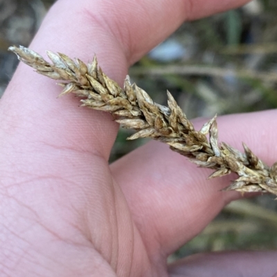 Carex appressa (Tall Sedge) at Tidbinbilla Nature Reserve - 17 Jun 2023 by Tapirlord