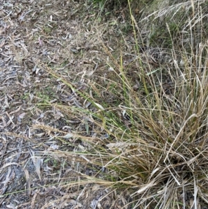 Carex appressa at Paddys River, ACT - 17 Jun 2023