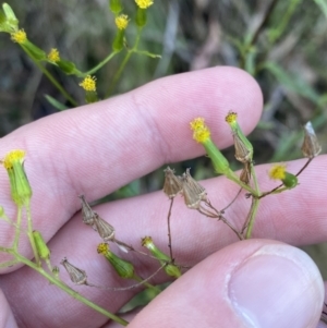 Senecio hispidulus at Paddys River, ACT - 17 Jun 2023