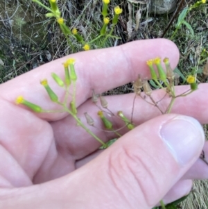 Senecio hispidulus at Paddys River, ACT - 17 Jun 2023