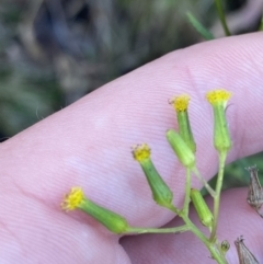 Senecio hispidulus at Paddys River, ACT - 17 Jun 2023 02:41 PM