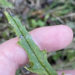 Senecio hispidulus at Paddys River, ACT - 17 Jun 2023 02:41 PM