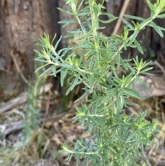 Cassinia aculeata subsp. aculeata (Dolly Bush, Common Cassinia, Dogwood) at Paddys River, ACT - 17 Jun 2023 by Tapirlord