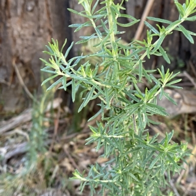 Cassinia aculeata subsp. aculeata (Dolly Bush, Common Cassinia, Dogwood) at Paddys River, ACT - 17 Jun 2023 by Tapirlord
