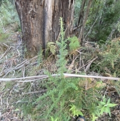 Cassinia aculeata subsp. aculeata at Paddys River, ACT - 17 Jun 2023 02:41 PM