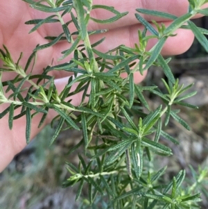 Cassinia aculeata subsp. aculeata at Paddys River, ACT - 17 Jun 2023