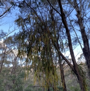 Amyema pendula subsp. pendula at Paddys River, ACT - 17 Jun 2023 02:40 PM