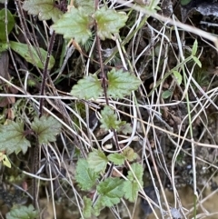 Veronica calycina at Paddys River, ACT - 17 Jun 2023 02:37 PM