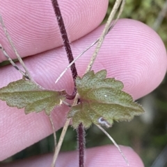 Veronica calycina at Paddys River, ACT - 17 Jun 2023 02:37 PM