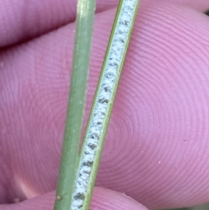 Juncus flavidus at Paddys River, ACT - 17 Jun 2023