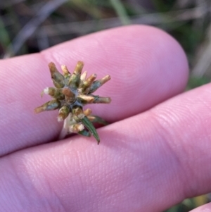 Euchiton japonicus at Paddys River, ACT - 17 Jun 2023