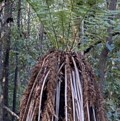 Dicksonia antarctica at Paddys River, ACT - suppressed