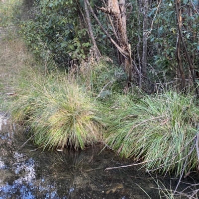 Poa helmsii (Broad-leaved Snow Grass) at Paddys River, ACT - 17 Jun 2023 by Tapirlord