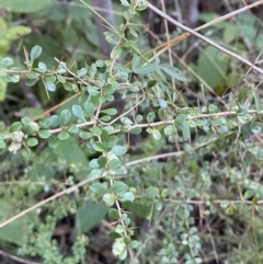 Bursaria spinosa subsp. lasiophylla at Paddys River, ACT - 17 Jun 2023