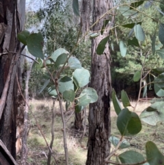 Eucalyptus camphora subsp. humeana at Coree, ACT - 23 Jun 2023 11:55 AM