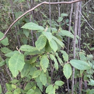 Pomaderris aspera at Paddys River, ACT - 17 Jun 2023