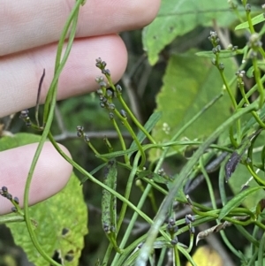 Comesperma volubile at Paddys River, ACT - 17 Jun 2023