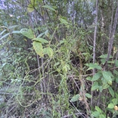 Comesperma volubile at Paddys River, ACT - 17 Jun 2023