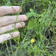 Comesperma volubile at Paddys River, ACT - 17 Jun 2023