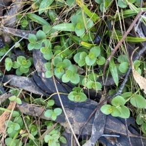 Gonocarpus micranthus subsp. micranthus at Paddys River, ACT - 17 Jun 2023 02:29 PM