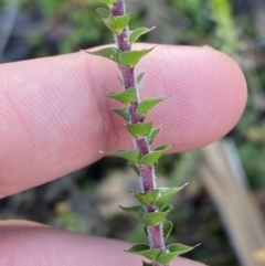 Epacris gunnii (Heath) at Paddys River, ACT - 17 Jun 2023 by Tapirlord